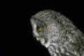 Great Grey Owl