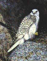 Gyrfalcon