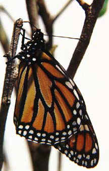 Monarch Butterfly