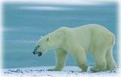 Polar Bear