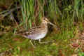 Snipe