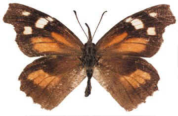 Snout Butterfly