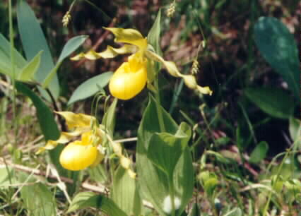 Yellow Ladyslipper